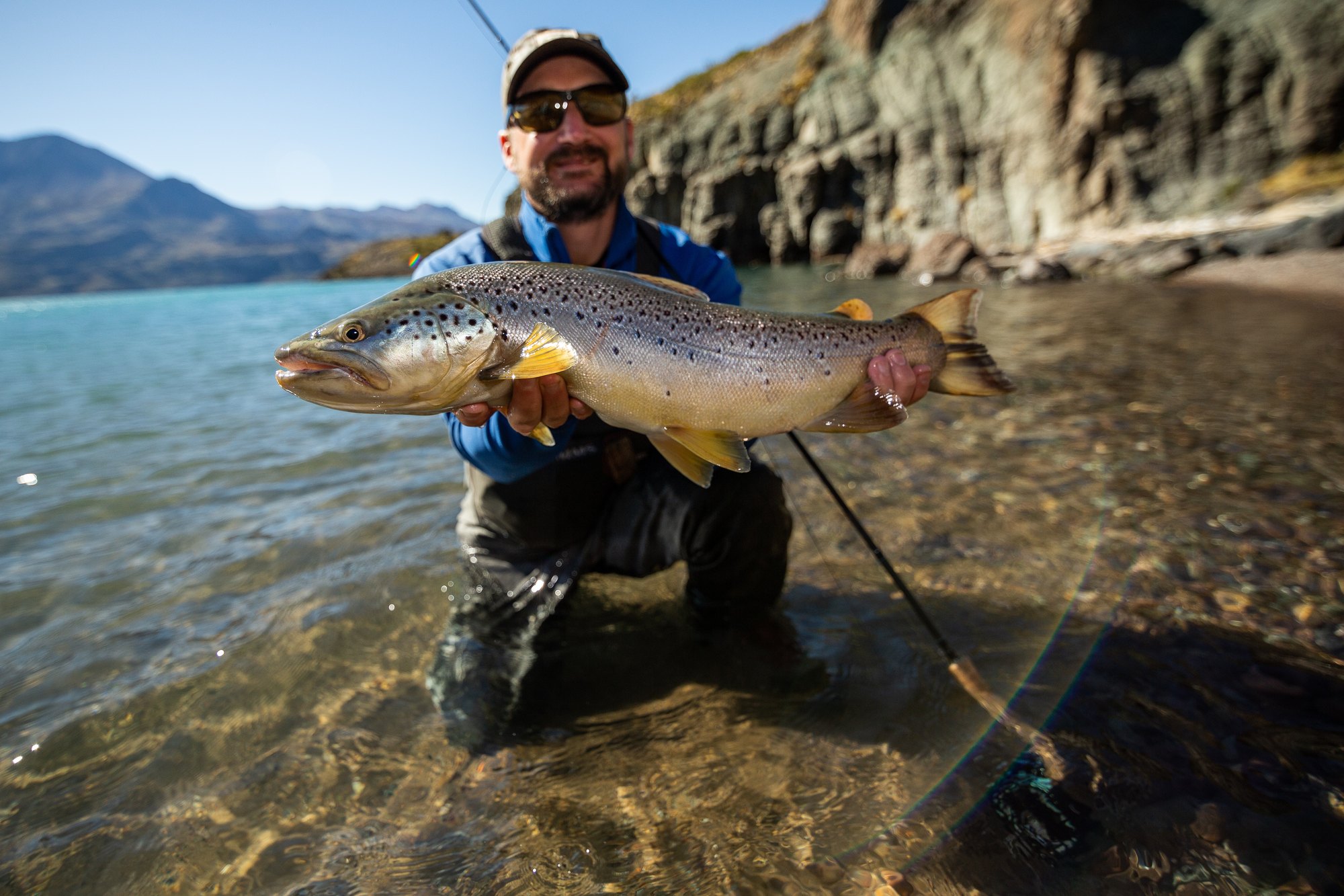Brown trout held low in clear Patagonia water near Coyhaique