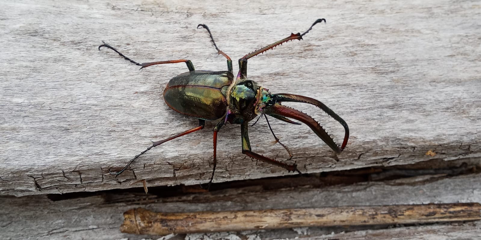 Cantaria beetle · what they eat