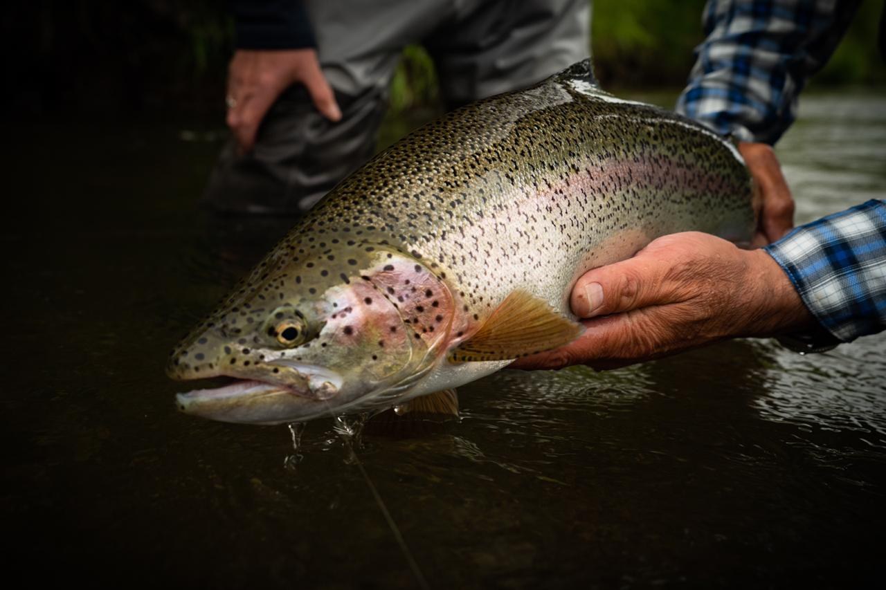 Wild rainbow · Coyhaique stillwater