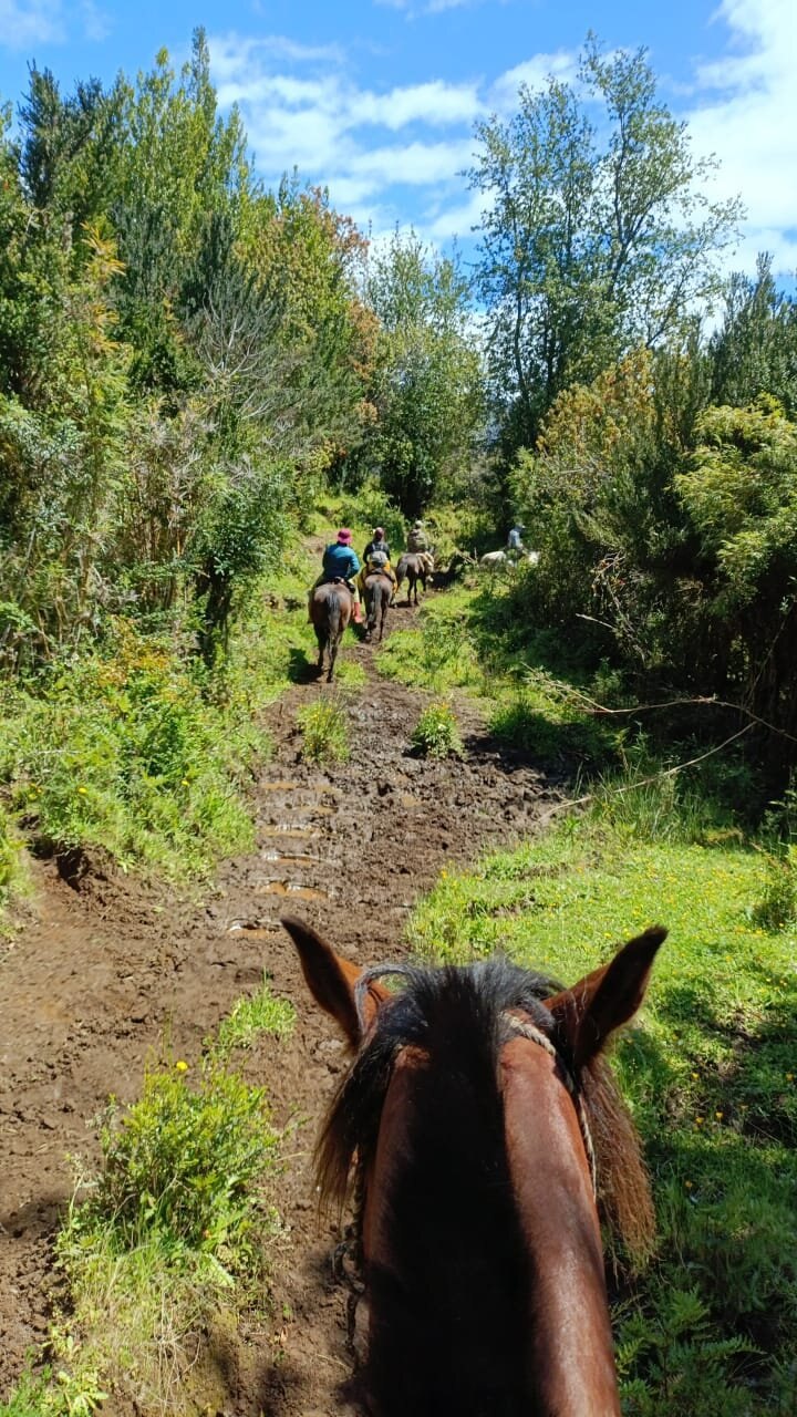 Horse trail into River of Dreams Basecamp country in Chilean Patagonia
